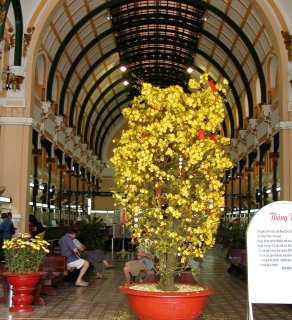 Flowers for Vietnamese Tet