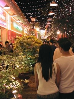 Decorated trees for Tet in Vietnam