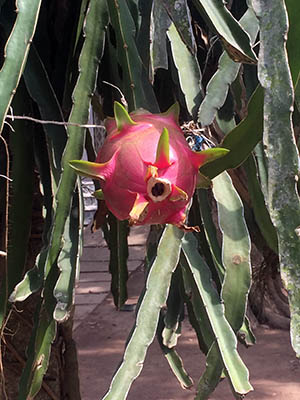 Vietnamese dragonfruit